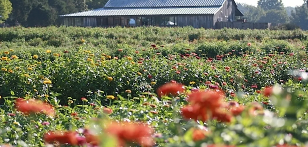 Welcome To Shamayim Farmstead!