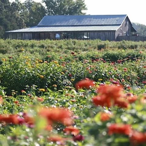 Welcome To Shamayim Farmstead!